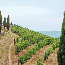 Musique dans les Vignes à Savennières
