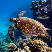 Oc&eacute;an, Immersion dans le Monde Sous-Marin